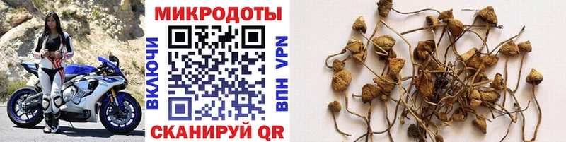 Галлюциногенные грибы Psilocybine cubensis  где можно купить наркотик  Торжок 