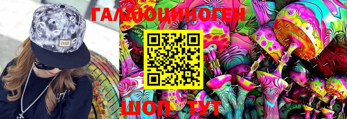 Псилоцибиновые грибы Psilocybe Торжок
